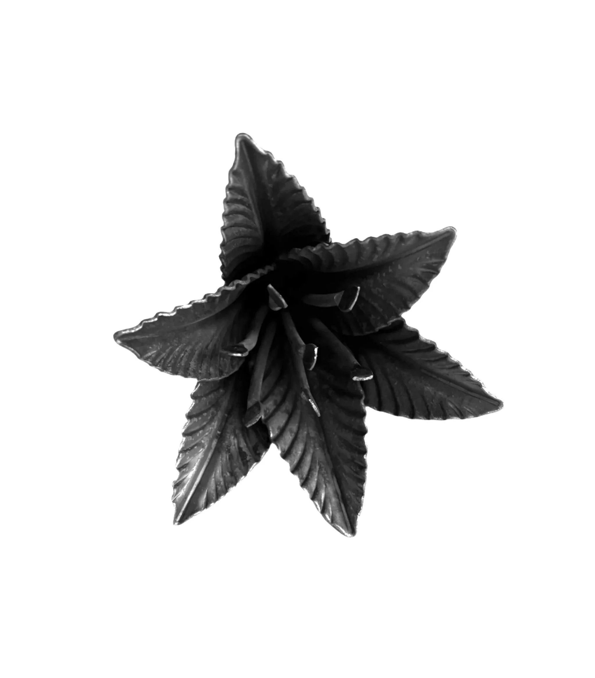 Kwiat Kuty - Lilia Królewska