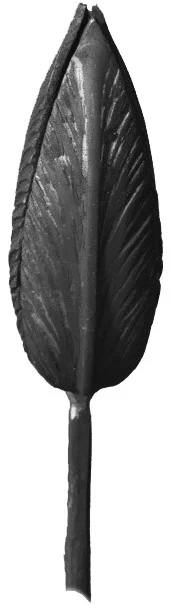 Liść kuty wąski ostry - detal