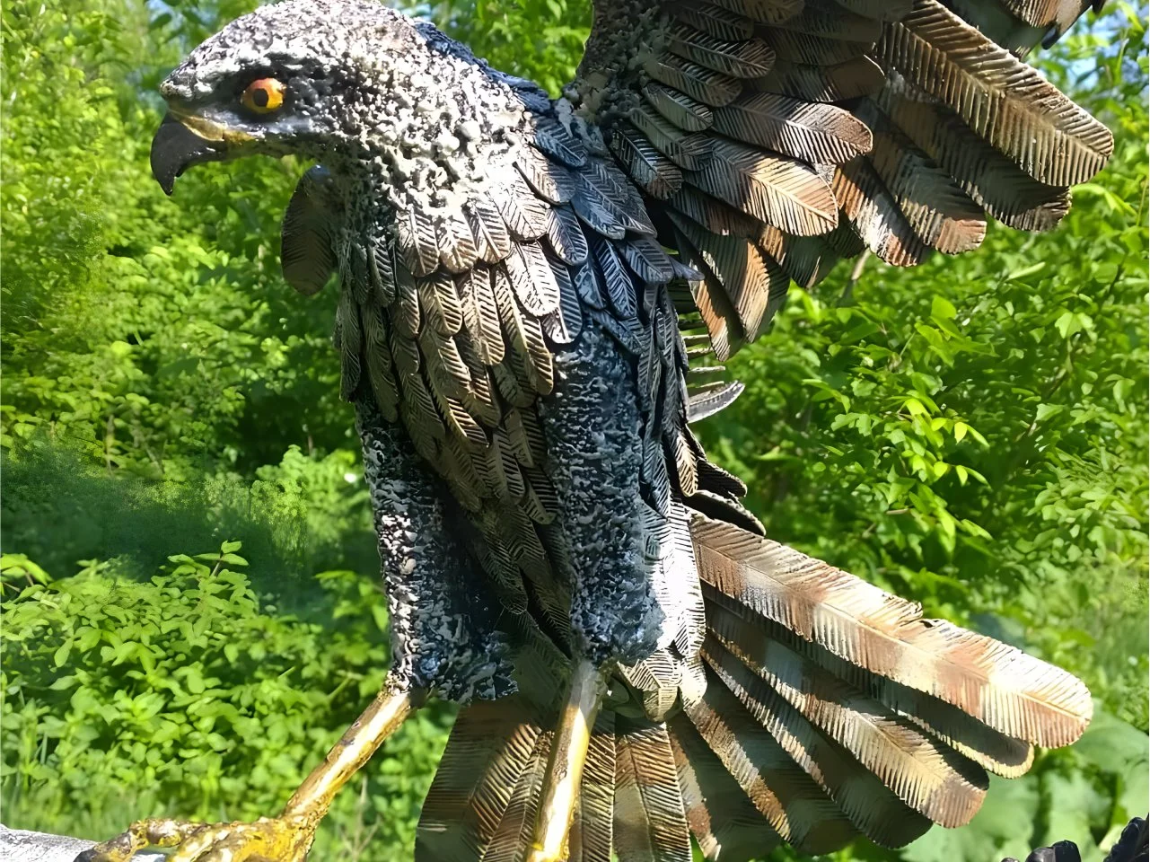 Majestatyczny jastrząb kuty - Skrzydła