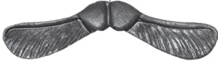 Nasiona klonu kute - noski