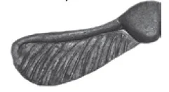 Nasiono klonu kute pojedyncze - A