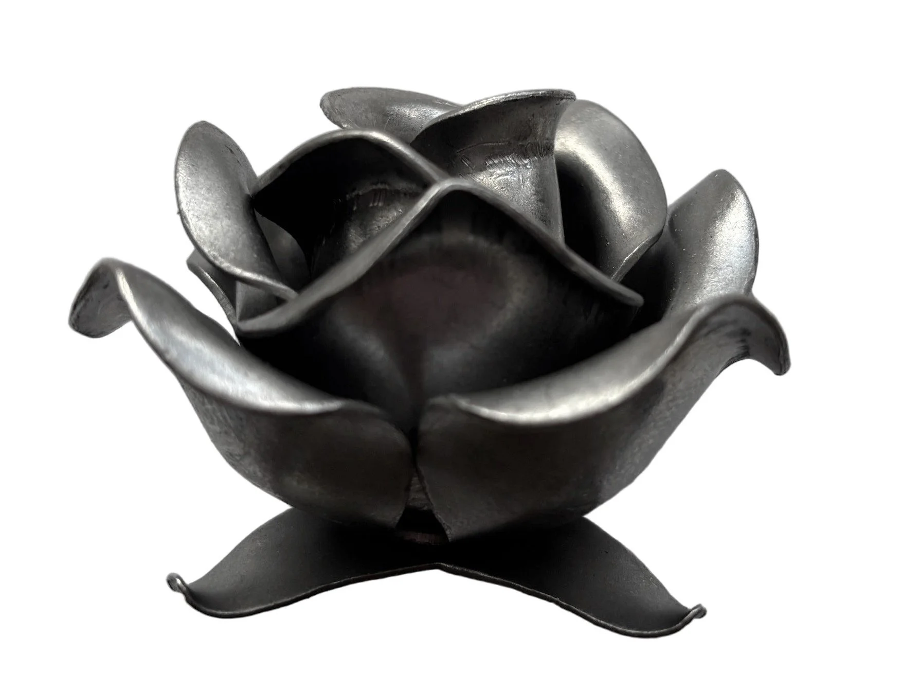 Rozchylona Róża Kuta – Stalowa Prezentacja